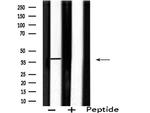 SEPT2 Antibody in Western Blot (WB)