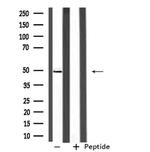 SEPT6 Antibody in Western Blot (WB)