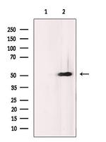 SEPT6 Antibody in Western Blot (WB)