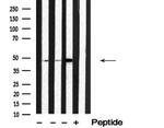 SEPT7 Polyclonal Antibody