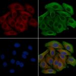 NIM1 Polyclonal Antibody