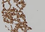 SH3GLB2 Antibody in Immunohistochemistry (Paraffin) (IHC (P))