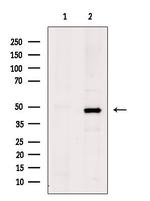 SH3GLB2 Antibody in Western Blot (WB)