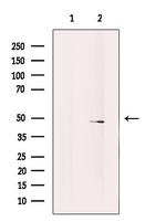 SLC17A2 Polyclonal Antibody