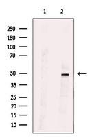 SYT13 Polyclonal Antibody