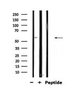 TCF4/TCF12 Polyclonal Antibody