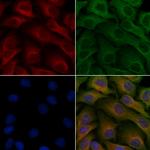 Ubiquilin 3 Polyclonal Antibody