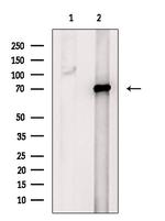 Ubiquilin 3 Antibody in Western Blot (WB)