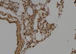 Ubiquilin 3 Antibody in Immunohistochemistry (Paraffin) (IHC (P))