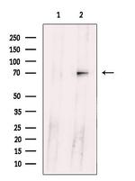 Ubiquilin 3 Antibody in Western Blot (WB)