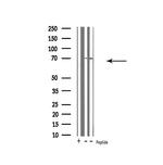 Ubiquilin 3 Antibody in Western Blot (WB)