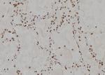 USP13 Polyclonal Antibody