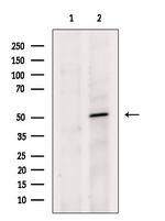UBFD1 Polyclonal Antibody