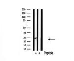 CACNG1 Antibody in Western Blot (WB)