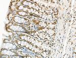 WEE2 Antibody in Immunohistochemistry (Paraffin) (IHC (P))