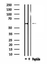 WEE2 Antibody in Western Blot (WB)