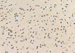 ZNF292 Antibody in Immunohistochemistry (Paraffin) (IHC (P))