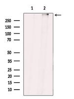 ZNF292 Antibody in Western Blot (WB)