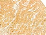 SLC30A4 Polyclonal Antibody