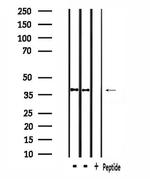 RNF130 Antibody in Western Blot (WB)