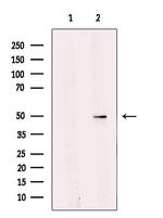 TEF5 Polyclonal Antibody