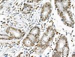 ELF4 Antibody in Immunohistochemistry (Paraffin) (IHC (P))
