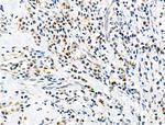 ELF4 Antibody in Immunohistochemistry (Paraffin) (IHC (P))