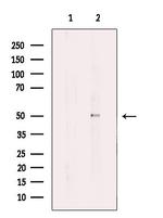 TUBA3C/TUBA3E Polyclonal Antibody