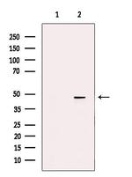 ZAR1 Polyclonal Antibody
