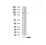 TOP1 Antibody in Western Blot (WB)