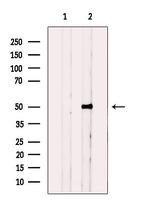 CYP3A7 Antibody in Western Blot (WB)