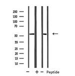 CYP39A1 Polyclonal Antibody