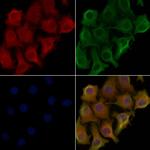CD300g Antibody in Immunocytochemistry (ICC/IF)