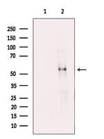 FIBB Polyclonal Antibody