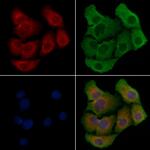 FAM3D Polyclonal Antibody