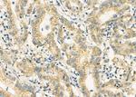 FAM3D Antibody in Immunohistochemistry (Paraffin) (IHC (P))