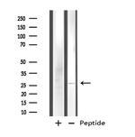 FAM3D Antibody in Western Blot (WB)
