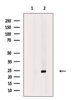 FAM3D Antibody in Western Blot (WB)