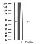 GPR151 Antibody in Western Blot (WB)