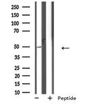GPR152 Antibody in Western Blot (WB)