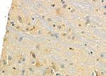 GPR173 Antibody in Immunohistochemistry (Paraffin) (IHC (P))