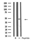 GPR173 Antibody in Western Blot (WB)