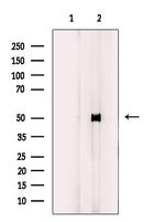 GPR173 Antibody in Western Blot (WB)