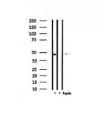 GPR173 Antibody in Western Blot (WB)