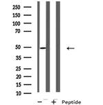GPR142 Antibody in Western Blot (WB)