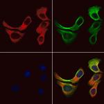 GPR153 Polyclonal Antibody