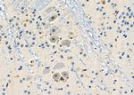GPR153 Antibody in Immunohistochemistry (Paraffin) (IHC (P))