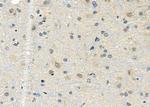 GPR153 Antibody in Immunohistochemistry (Paraffin) (IHC (P))