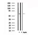 GPR153 Antibody in Western Blot (WB)