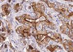 GPR35 Antibody in Immunohistochemistry (Paraffin) (IHC (P))
